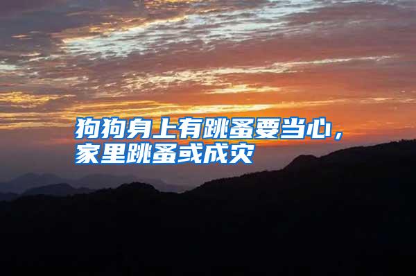 狗狗身上有跳蚤要當心,家里跳蚤或成災