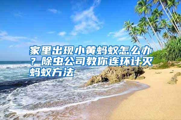 家里出現(xiàn)小黃螞蟻怎么辦?除蟲公司教你連環(huán)計滅螞蟻方法