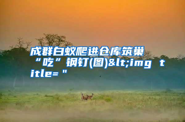 成群白蟻爬進(jìn)倉(cāng)庫(kù)筑巢“吃”鋼釘(圖)<img title="