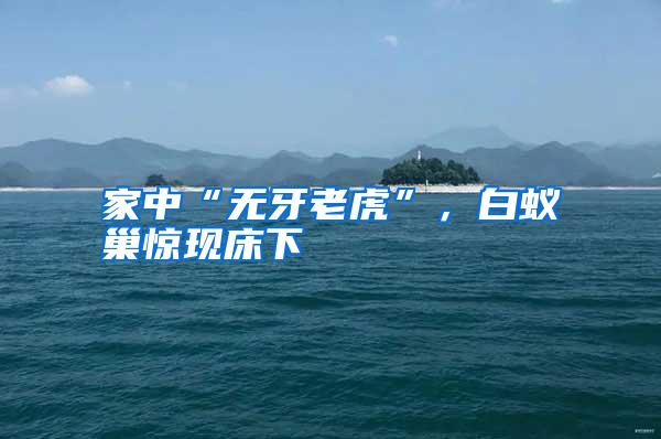 家中“無牙老虎”,白蟻巢驚現床下