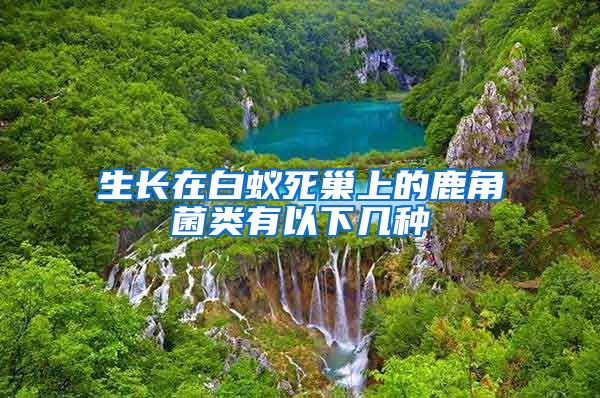 生長(zhǎng)在白蟻死巢上的鹿角菌類(lèi)有以下幾種